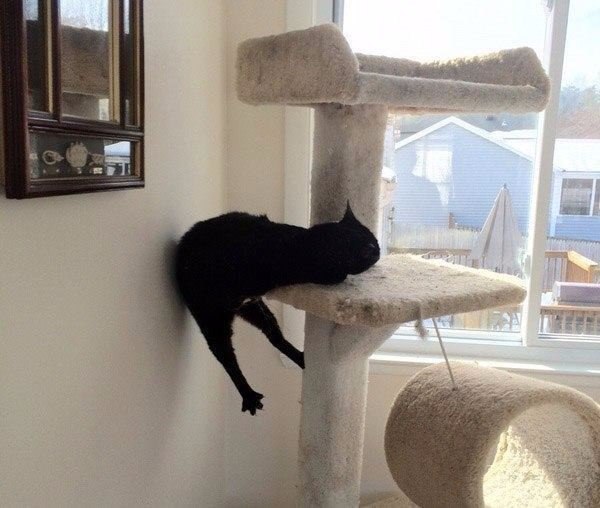 Коты и Кошки