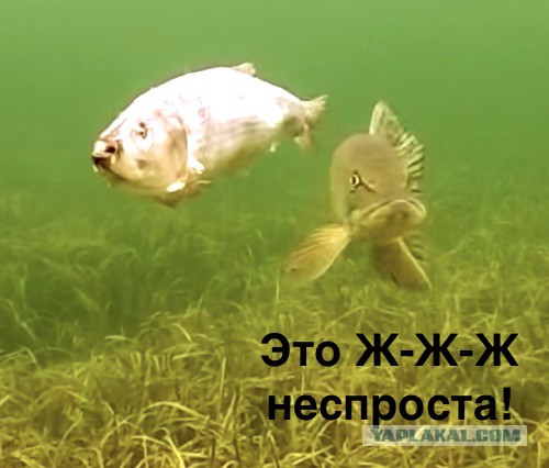Зомби рыба VS щука
