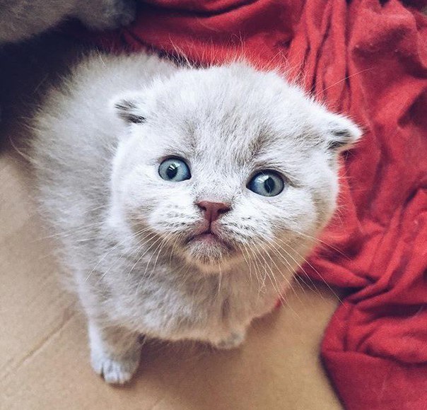 Коты и Кошки