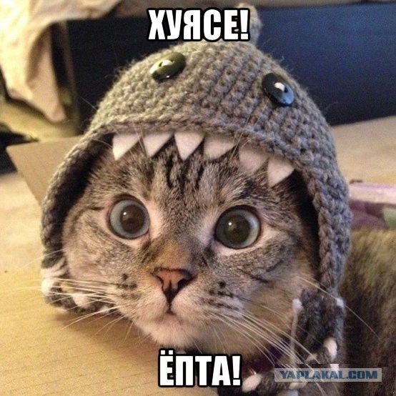 Тридцать причин обменять жену на котейку.