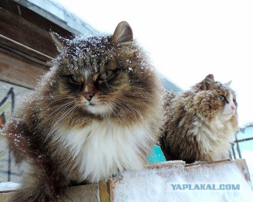 Британские СМИ в восторге от сибирских котиков