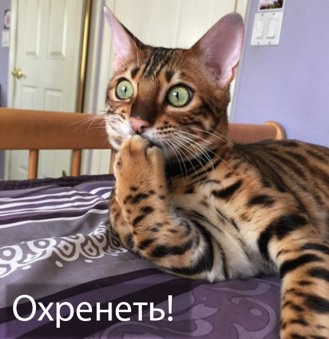 Сегодня я мог взять взятку