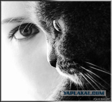 Котовторник на ЯПлакалъ 08.07.2008