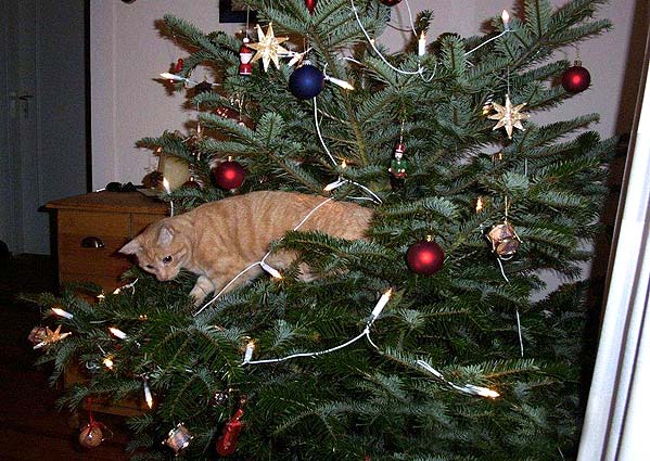 Кошак в шоке