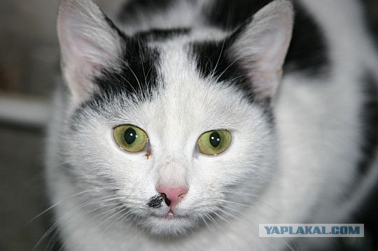 Котовторник 1.02.2011