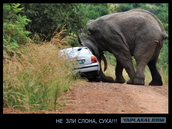 Не зли слона!