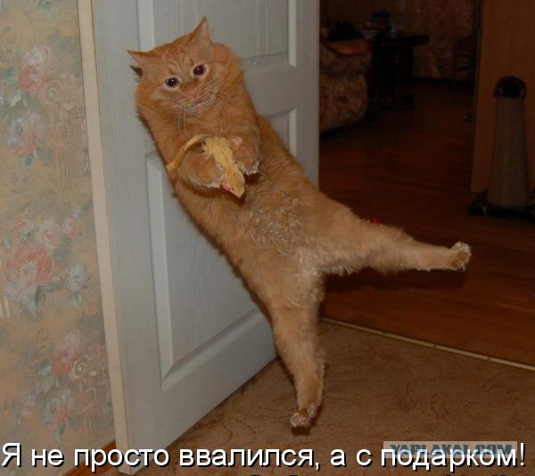 Сегодня котовторник, а котиков все нет