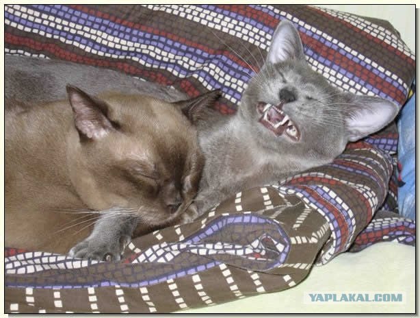 Котовторник с Кузей
