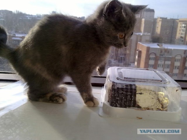 Котовторник 20.12.2011