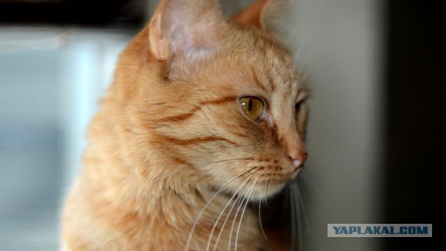 Первый КОТОВТОРНИК 2012