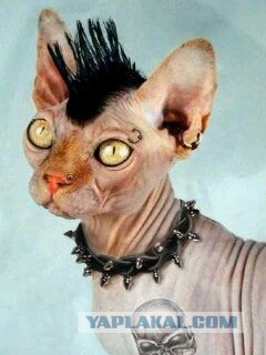 Крышесносящие собачьи прически