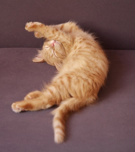 Котовторник ( 23.10. 2012. )