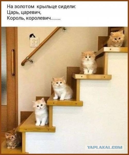 Картинки с надписями, истории и анекдоты 08.10.19