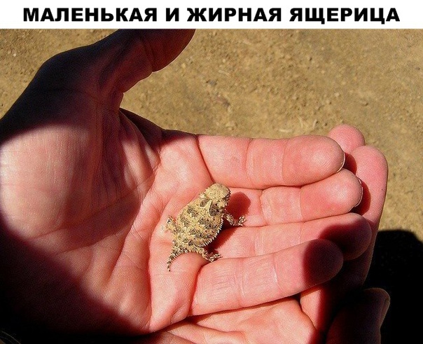Картинки и мемы для настроения 25