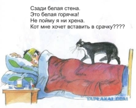 Кот, Антошка и порошок