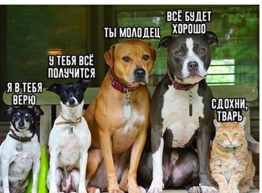 Главное отличие кота от собаки