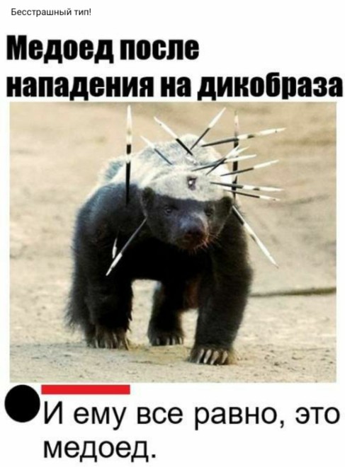 Картинки