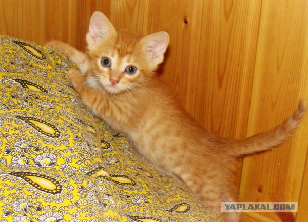 Дом мой. Кот не мой: 15 случаев, когда коты нагло вламывались в чужие дома