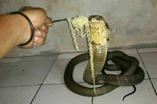 Соляночка из картинок