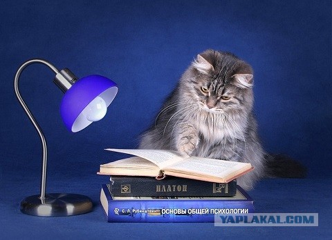 Вчера с женой решили кастрировать кота...