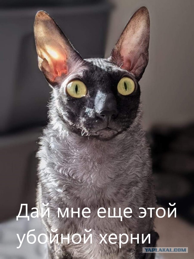 Молви ещё раз ты не демон?