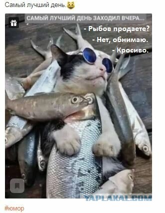 Юмор и прикольные картинки