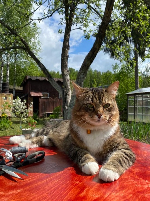 Котовторник 07.06.2022