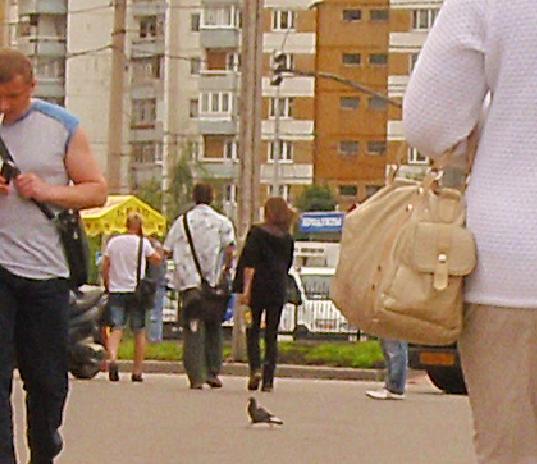 Откуда Хвост Растет!