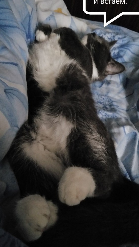 Всех с котовторником