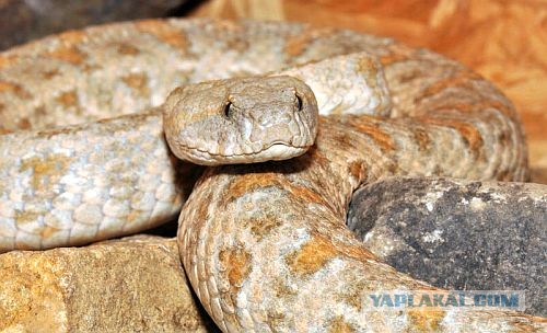 Всё о Туркменистане