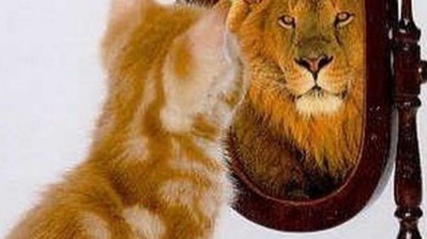 «Кот тут жил до вас»