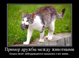 Вот такая вот необычная дружба...