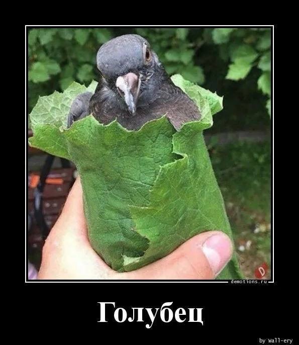 Любовь и голубь