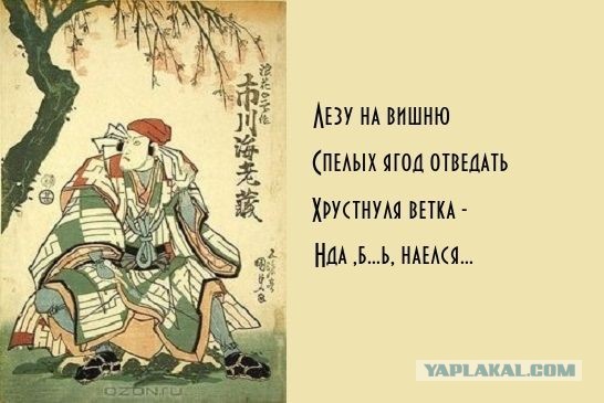 В ботаническом саду Петра Великого (СПб) расцветает сакура
