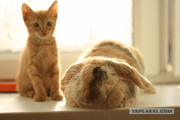 Котовторник 23.07.2013