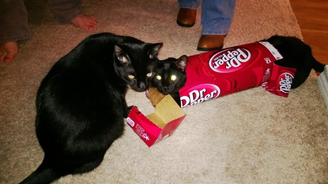 Fail (не издевательство над животными)