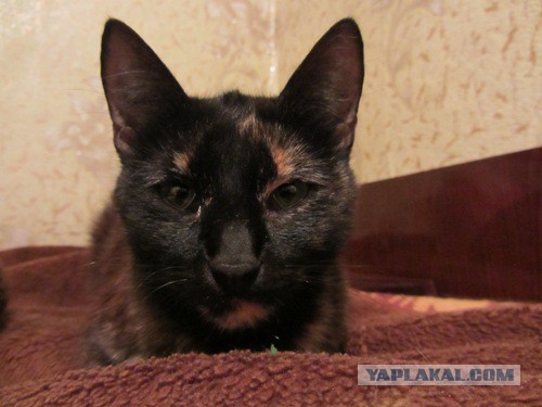 Котовторник на вторник, Котовторник