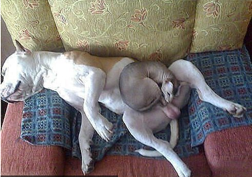 Весёлые картинки. Разбавим будни