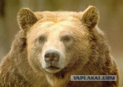 Что такое патриотизм?