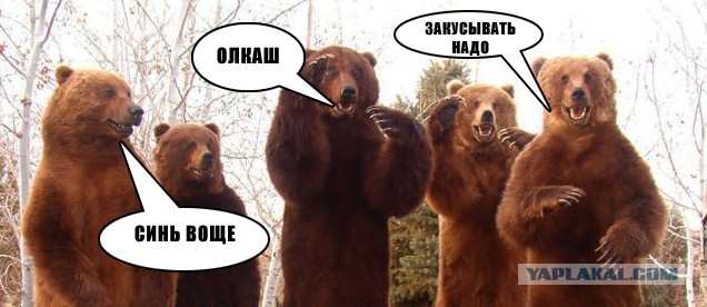 Собака напилась в хлам