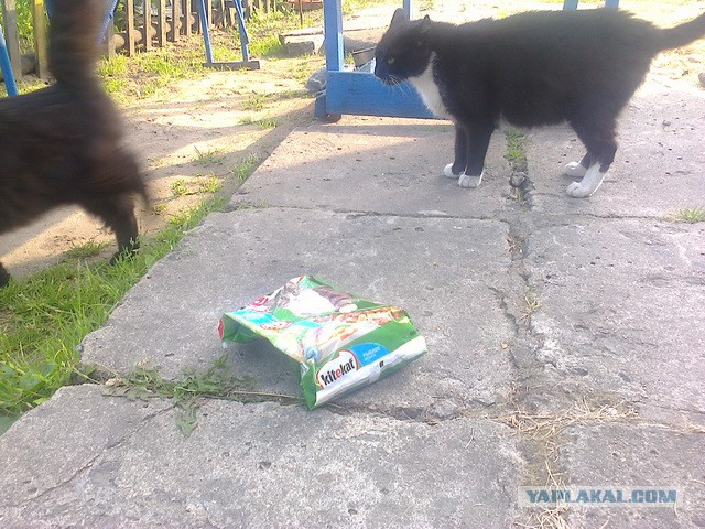 Котовторник 09.09.2014
