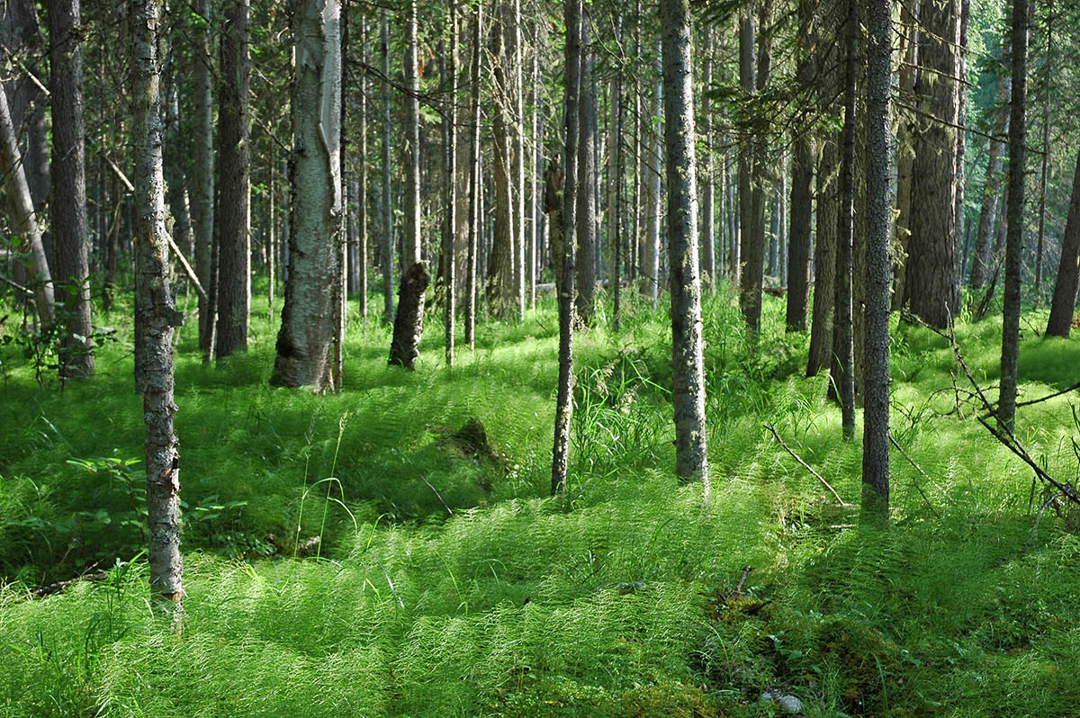 природное сообщество лес. жизнь леса 4 класс. как обитатели леса связаны между собой 4 класс окружающий мир. вывод растения и животные леса. как обитатели леса связаны между собой 4.