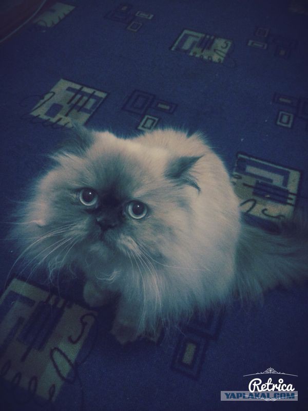 Котовторник