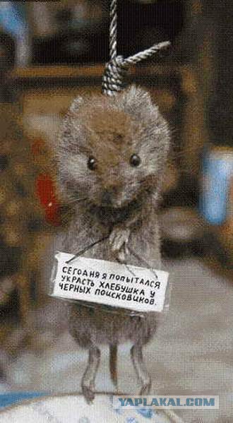Сердцеедка
