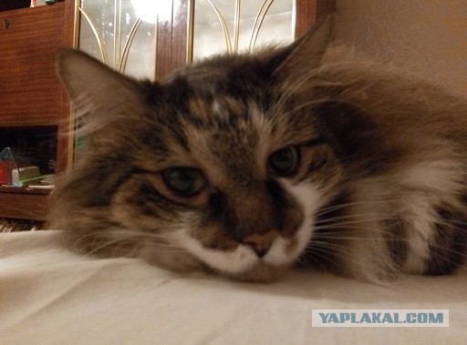 Котовторник 25.08.2015