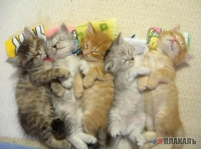 Коты, кошки, котята
