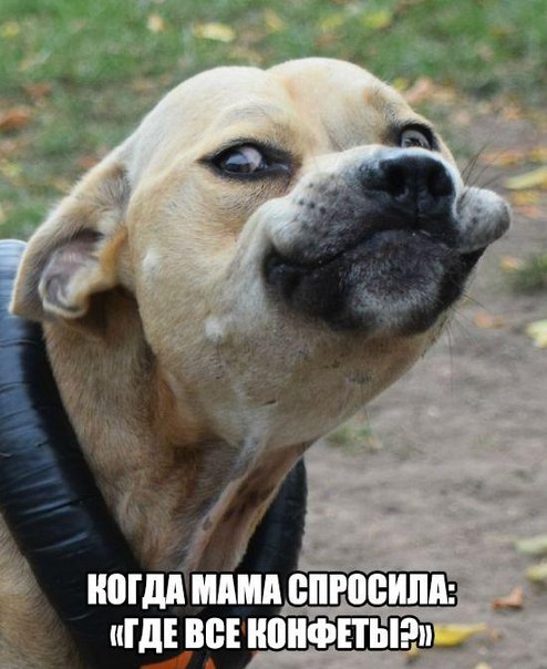Мохнатые беспредельщики