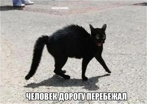 Прикольные животные