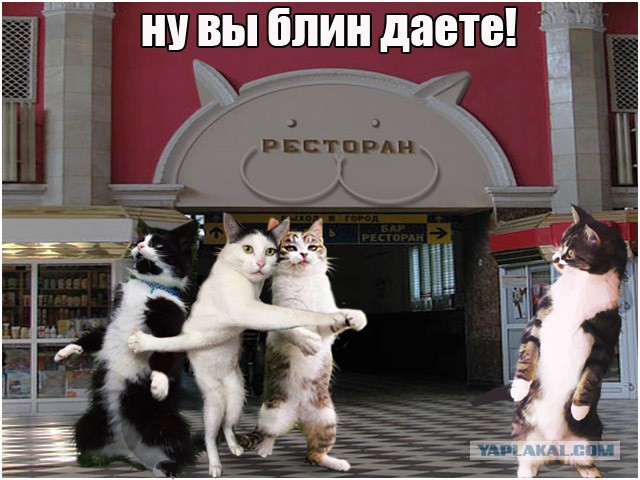 Фотожабы: Застрявшая кошка