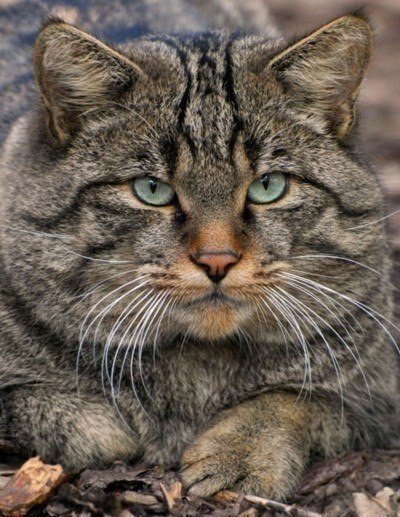 Коты из сети
